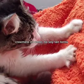 Chachacha-josean log 💗 #joseanlog #chachacha #teamo #cancion #amor #teextraño #fyp #parati #paratiiiiiiiiiiiiiiiiiiiiiiiiiiiiiii #yo #fyppppppppppppppppppppppp #cats #gato #gatos #cat 
