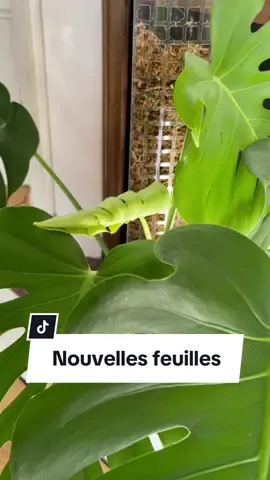 L'automne est là, mais ca n'empêche pas la croissance de nouvelles feuilles 💚 #plantsoftiktok #plants #plantlover #plantparent #houseplants #PlantTok 