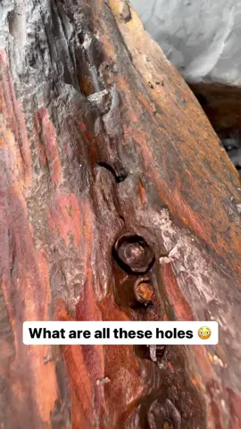 Exposing a perfect Jurassic Belemnite (Squid-like creature) which was in a large loose shale slab🦑🦑 This is the ‘Belemnite Guard’, which was the tough inner part of the belemnite 🏝 The soft tissue rarely preserved properly, however many great examples have been found in other parts of the world 🌎 Thank you in advance for supporting our page! 🐊 #natural #nature #fossil #fossils #ancient #animals #art #ammonite #ammonites #dinosaur #scientist  #minerals #paleontology #whitby #geologist #dorset #geology #charmouth #jurassic #yorkshire #fyp 