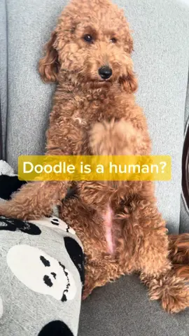 Goldendoodle acting human #creatorsearchinsights #goldendoodle #funnydogs 