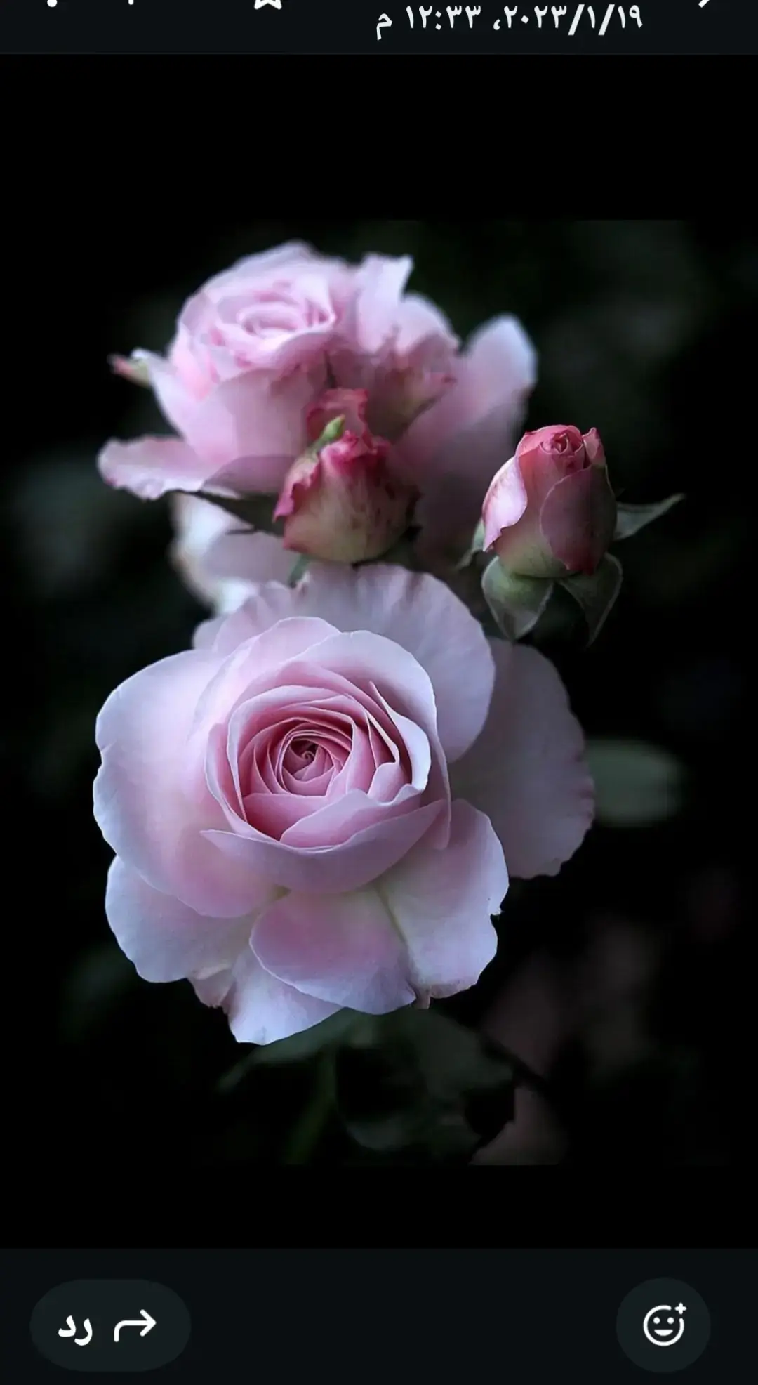 مني إلى أجمل وردة في العالم جوري