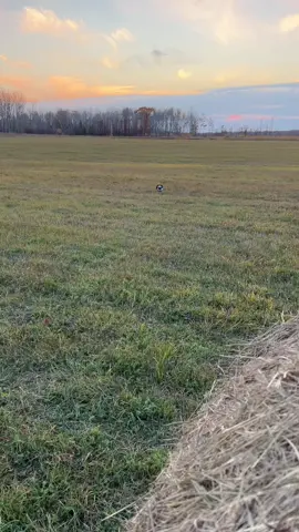 Meowdy purrtners. Jack Spicer engaged in some serious hay analysis on this walk. #cat #cats #cattok #tuxedocat #funnycats #zoomies #catwalk #catvideos #catsoftiktok #catlover #cutecat #catlovers 