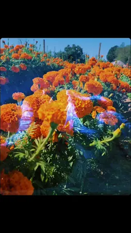 flor de cempasúchil #tuboda #CapCut 