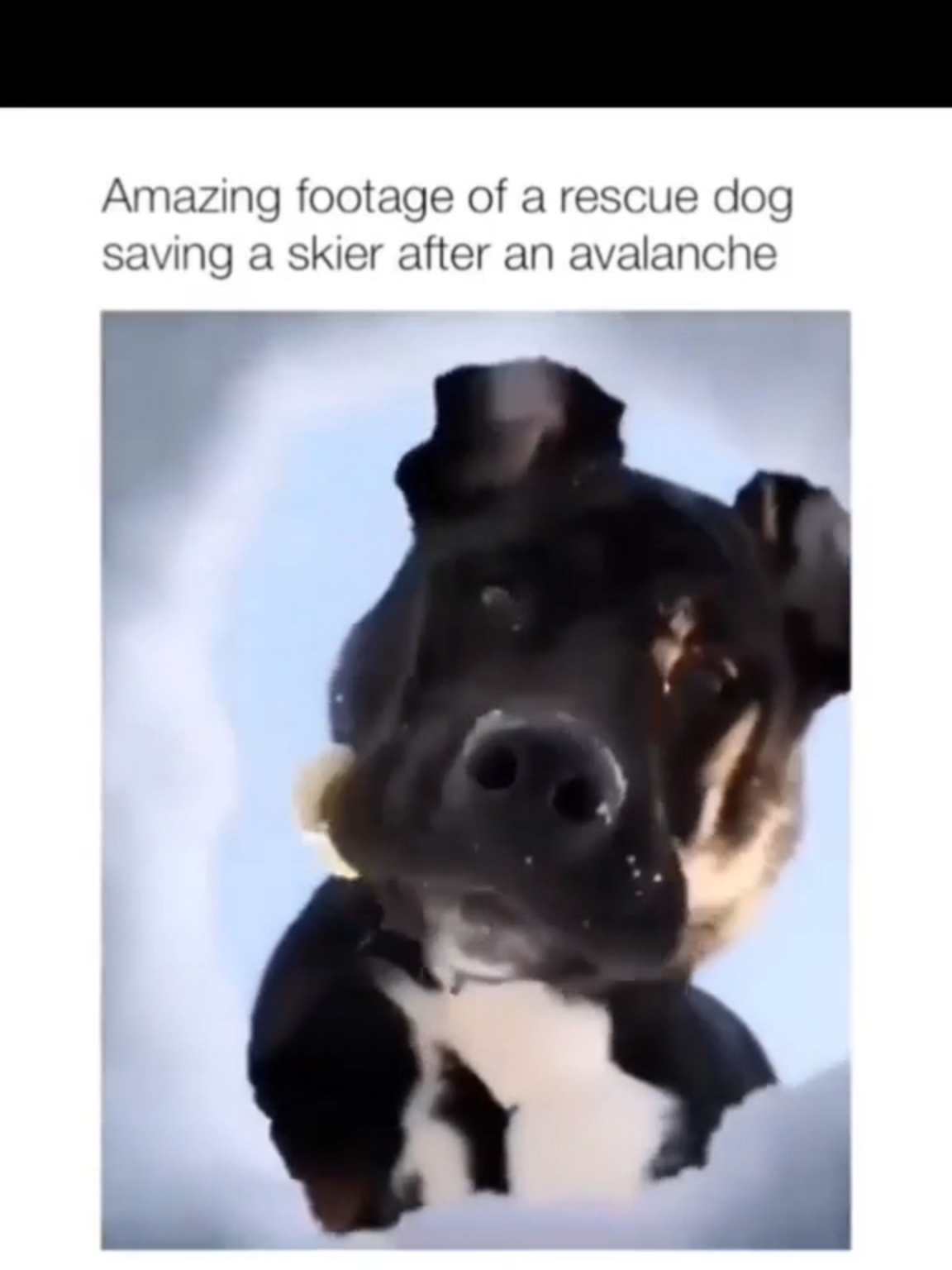 😆😆😆#foryoupagе #animalsoftiktok #animal #dogs #dog #compilation winter winter is coming !!#memes #funnymoments😂 #funnydogs #dogvideos #funnypet #petdogs #pet #funnyvideo #lovedogs #doglovers #cutedog #dogsoftiktok #viraltiktok #puppylove