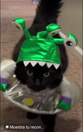 #lacavadelpercha #parati #video #curious #Cats #Dog  #good #video #ET #Ovni #cats #to #play #happy ##Cat #Dog  #lovers #funny # #2024 #Viral #video #trending #Tiktok #virales #videos #cats #life #good #dogs #chair #game #cat #video #Tiktok #funny #kids #cats #lovers #cute #happy #cat #trending #goviral #life #animals #house #cats #meeting #video #trending #video #goviral #cute #Viral #Love #lizard #cute #lovers #happy #tiktok #animals #lovers #cute #forest #para #ti #a #videos #graciosos #gato #gracioso #disfraces  #juego #cachorros #Amor #canino #video #gato #extraterrestres #perro #disfraz #luna #musica #ET #risas #cachorros #felices #gatos #flow #humor #cachorro #gato #gracioso #video #risas #jajaja #jaja #ja #humor #perrito #jajajaja #cachorro #Amor #perruno #gracioso #video #cachondeo #gato #guardianes #animales #graciosos #bonitos #videos #cariño #animal #a #Anime #jaja #ja #video #2024 #trending #goviral #tiktok #very #good #life #live #fouryou #fyp #viraltiltok #viralvideo 