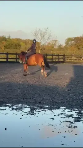 Rory was a super lad tonight 👌🏽 we perfected our updowns so good i got to canter thx big al for all your support😜😜#foryou #fyp #gotherupdownsnailed #chippychips #offtheleadrein #upbigal #horse 