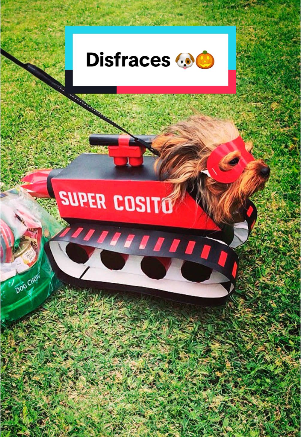 Te dejo la plantilla de mi último disfraz en en link de mi perfil 🐶🚀 ¿cuál disfraz te gustó más? #halloween #disfraz #perro #dogcostume #yorkie #yorkshire #perritostiktokers 