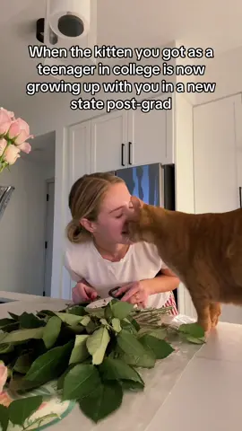 Graduation, heartbreak, a huge move and more. I absolutely am a crazy cat lady I dont care #fyp #orangecat 