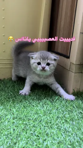 اثد ولا مو اثد🤍🤍🤍 #cats #scottish #kittens #قطط #سكوتش #تبني #fyp 