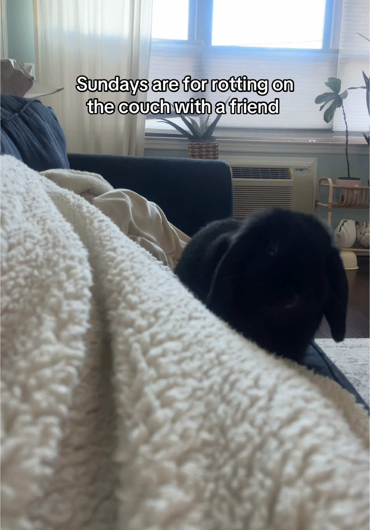 Smokey is always my tv time buddy. No personal space #rabbitsoftiktok #sundayreset 