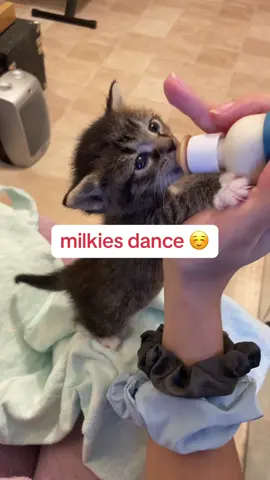 I looooove bottle babies 🥹  #kitten #kittens #rescuekitten #smol #kittensoftiktok #fyp #ForYou #fosterkittens #cuteanimals #fosteringsaveslives #adoptdontshop #socute
