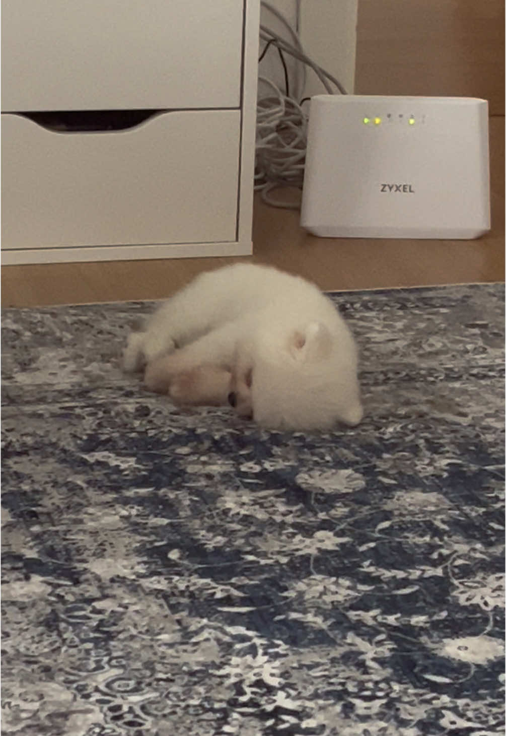 Starting to think he doesn’t like his bed 🛏️🐾✨  #pomeranian #whitepomeranian #whitepomeranianpuppy #pomeranianpuppy #dogsoftiktok #dogtok #dogvlog #cutepuppy #cute #doggo #sleepingpuppy #dog #naptime #nappingonthejob #cutedog