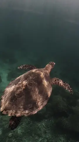 Our encounter with a sea turtle during our snorkeling. Super saya😍🐢🤿 @ECAdventure @baki  #CapCut  #puertogalera  #beach  #snorkeling  #seaturtle  #fyp #trendnow  #enjoy  #onceinalifetime 