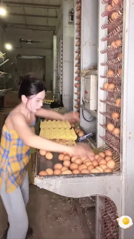 The never ending collection of eggs #egg #eggs #fyp #asmr #foryou #foryoupage #satisfying #satisfaction #asmrvideo #satisfyingvideo 