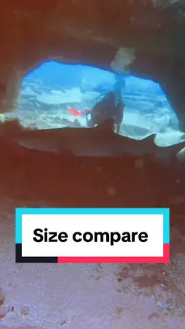 A quick clip from one of our last lives! It is still hard to showcase true size, but the sea turtles always get people with how big they really are 😂😂 #divedivelive #sharks #seaturtles #livestream #fyp 