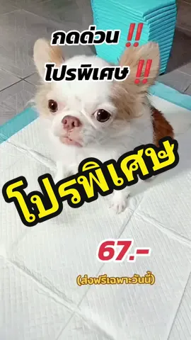 #แผ่นรองฉี่สัตว์เลี้ยง #แผ่นรองฉี่ใช้แล้วทิ้ง #แผ่นซับฉี่หมา #แผ่นรองฉี่หมาแมว #แผ่นรองฉี่ราคาประหยัด  #ทาสหมา #หมาแมว 