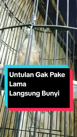 Perkutut lokal Betina Untulan Untuk Memanggil Lawan langsung Bunyi, ... Perlukah Burung Perkutut di beri Vitamin, Jawabannya adalah Ya, Ternyata burung perkutut perlu vitamin untuk meningkatkan kualitas kicauannya dan menjaga kesehat Vitamin burung perkutut juga  dapat membantu membuat suara burung lebih merd dan mental burung lebih berani... Bird Chirping Sound #perkutut #perkututlokal #perkututlokalgacor #perkututlokalalam #perkututlokalalamgacor #perkututkaturanggan #perkututgacor #merbok #merbokkampung #merboktandang #merbokmalaysia #zebradove #zebradovebird #zebradovesound #zebradoveofindonesia #pecintaperkututlokal #suaraburung #suaraburungperkutut #anggungan #anggunganlovers #anggunganlovers #anggunganaviary ,#anggungannusantara #anggunganperkutut #anggunganperkututindonesia #pecintaanggungan #pecintaanggunganlokal