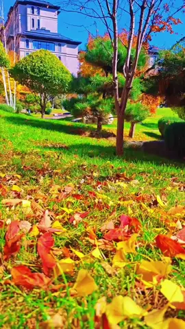 🍂🍁🍂🍁🍂🍁#TikTok #fyg #scenery #🎼🎼🎼 #nature 