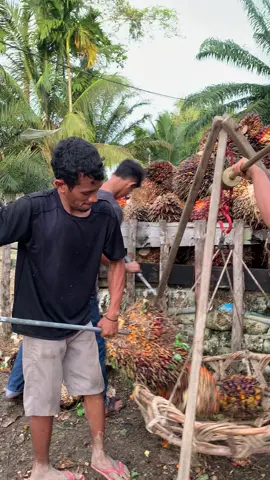 🤣🤣#petanisawit #sawitriau #petanimuda #sawit 