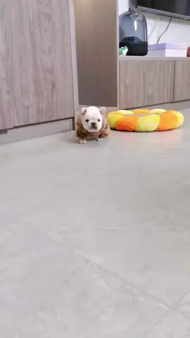 Baby cute  #french #animals #pet #frenchies #pets #PetsOfTikTok #frenchiebaby #cute #cutepet #cutebaby #pup #frenchbulldog #puppy #puppy #frenchies #puppies #puppytiktok #frenchiepuppies #dog #doggo #frenchiepuppy #doglove #fun #funnyvideo #dogsoftiktok #fyp 