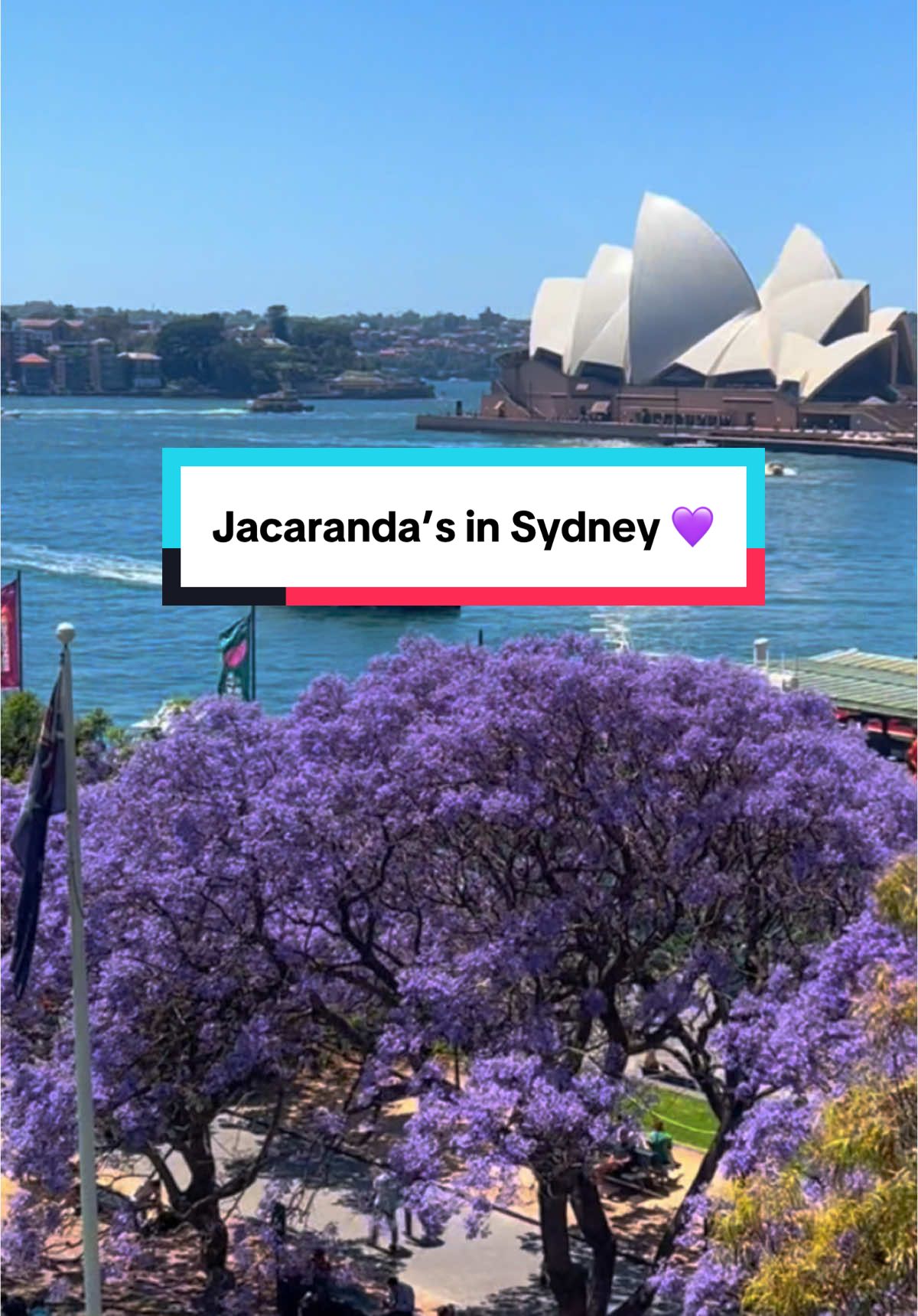 It’s that magical time of year when Sydney is a glow with purple! 💜 Jacaranda season is on now until early November. From Circular Quay to North Sydney, Parramatta to Camden, there are pockets of purple on every corner of the city! Where is your favourite spot to see #jacaranda’s in full bloom? #feelnewsydney  🎨 juleskeech #jacarandaseason #jacarandasydney 