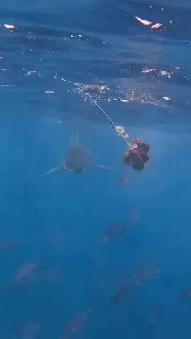 #sharke #sharkdiving #sharkfishing #greatwhitesharkfacts #greatwhitesharkweek #greatwhiteshark #sharkeatsshark #sharkvsshark #shark #sharkysharkshark #sharkattackshark #sharkattak #sharkbait #sharks #sharkfamily #sharkshark #sharkbaby #_____shark #_shark #shark? #sharkweek #sharkteeth #sharktok #sharklover #sharkattack #sharkchallenge #aggressiveshark #greywhiteshark #greatwhitessharks #greatwhitesharkcagediving #swimmingwithgreatwhitesharks #greatwhitwshark #greatwhitesharksfordays #greatwhitesharkclub #greatwhitesharkedit #greatwhitesharksleeping #greatwhitesharksighting #greatwhitesharkawareness #greatwhitesharkamerica #greatwhitesharkencounters #greatwhitesharkmovie #greatwhitesharkdiving #strandedgreatwhiteshark #greatwhitesharkbeached #great_white_shark #greatwhiteshark? #sharkwhitegreat #greatshark #greatwhite #greatwhitesharkuk #greatwhitesharkboat #babygreatwhiteshark #greatwhitesharklover #greatwhitesharkattack #greatewhiteshark #thegreatwhiteshark #agreatwhitesharrk #greatwhitesharshark #greatwhitesharks #fishsharkattack #sharkss #sharksofinstagram #sharktiktok #sharkidnikki #sharkspecialinterest #mamashark #sharktour #sharkeggs #fortniteshark #whiteshark #megashark #sharkvideo #______shak #sharkedit #sharksarefrends #shark_ #sharkfin #sharksoftiktok #landbasedsharkfishing #oceanicwhitetipshark #sharkprank #sharkstrike #hornshark #sharkawareness #dogfishshark #sharkhunt #banjoshark #biggestshark #sharklife #sharkmovie #bigshark #mommyshark #sharkcagediving #sharkfacts #sharktagging #zebrashark #reefshark #sharkallies #droneshark #sharkhunting #sharkcage #sharkmeme #sharkbiology #sharklovers #sharkdanger #makoshark #sharkcontent #sharkeatshark #shark% #sharksharksharks #sharksharkshark #megalodon #tigersharks #sharkart #sharkdiver #lemonsharks #sharkencounter #sharkyear #cutesharks #sharkbite #oceanlife #tigershark #swimwithsharks #tigershark roll 🦈 #sharky #America #USA #foryou #foryoupage #fyp #tiktok #viral # fogofomo #rescuesharks #greatwhites #blacktipshark #hammerhead #orcashark #saveshark #blueshark #blacktipreefshark #greenlandshark #goblinsharks #orca #hammerheadshark #greyshark