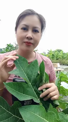 Công thức tràn chữ.a tràn dịch khớp gối bằng lá đu đủ#laduduchuatrandichkhopgoi #trandichkhopgoibangladudu 