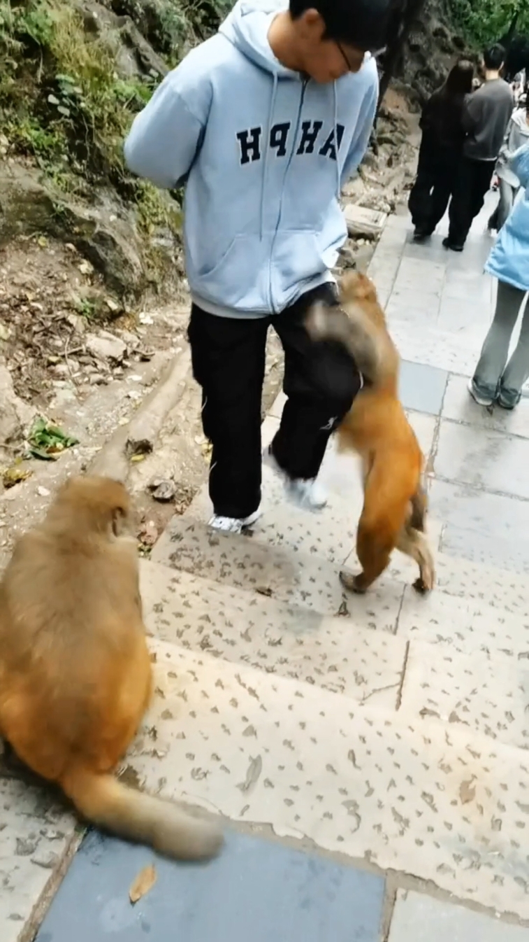 Bad monkey tries to jump over my head😅 . . . . #monkey  #monkeypark  #monkeyseemonkeydo  #Monkeyvideos #park #animalpark #animalzoo #animalkingdom #funnyanimalmemes #funnymonkey #funnymoments #funnyreelsvideo #animalsoftiktok #animalsofinstagram #zoolife #monkeyfun #badmonkey #reelsvideo #reelsinstagram #bdviralvideo #bdviral #viralbd #fbreels2024 #fbreelsfypシ゚ #reels2024 #reelsvideoシ #reelsviralfb #shortsvideos #shortsreels #shortsviral #videooftheday  #videosvirales  #videoviralシ #tiktokindia #tiktokviral #trendingvideo #foryoyu #foryou 