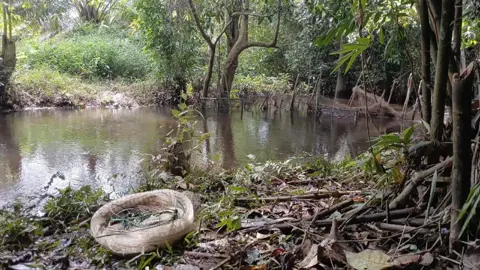 Musim nya ikan biawan keluar hasil melimpah, sekali lempar bisa utk 1 Rt 😱😱😱 #fypシ #fyphariini #soundfyp #soundviralhari #bolang #mbolang #kalimantantengah #menjalaikan #kalimantan #ikan #biawan 