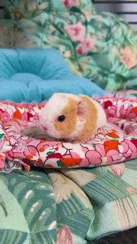So cute!!!🥰😍😘#guineapig #guineapigs #pet #cute #cutepet #petlover #pettraining #fyp #funny 