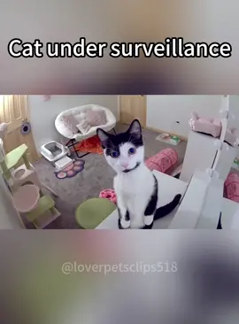 When you shout cat from the surveillance camera#cat #catsoftiktok #funnycat #funny #foryou #fpy 