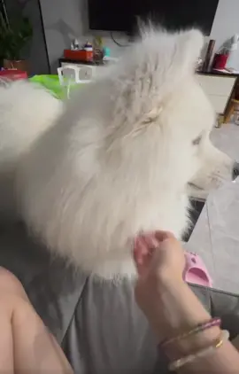 He is annoyed 😂 #samoyed #cutedog #cute #dog #fyp #dogs #fluffydog #fluffy #angry 