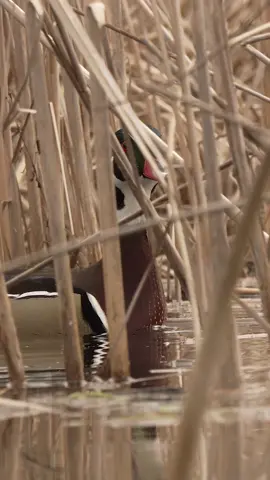 Wood duck drake playing hide and seek and still looking boss doing it !!  - - - #woodduck #waterfowl #waterfowlseason #waterfowlhunting #duck #duckhunting #huntingseason #duckseason #huntinglife #waterfowlphotography@Presley’s Outdoors🦌🦆 