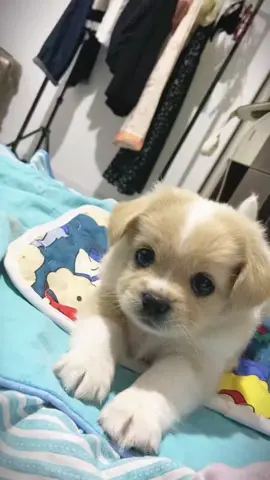 so cute.#lovelydogs🐕🐕 #cutedogs #fyp #dogtiktok #xuhuongtiktok 