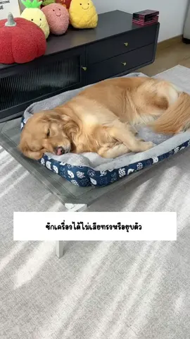 #เบาะนอนสัตว์เลี้ยง #ที่นอนสัตว์เลี้ยง #เบาะนอนหมาแมว #เบาะนอนหมา #เบาะนอนแมว #ทาสหมาทาสแมว #อุปกรณ์สัตว์เลี้ยง #ของใช้สัตว์เลี้ยง 