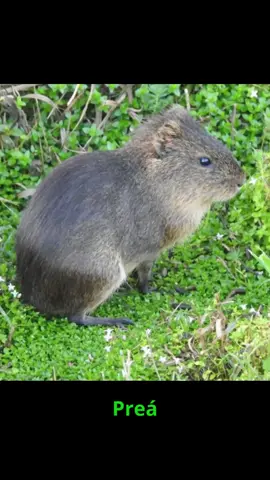 Preá,Pequeno roedor ágil que vive em savanas e florestas. 🐹 #Preá #RoedorPequeno #Natureza #Fauna #Exótico #VidaSelvagem #Curiosidade #Aventura #Savana #Florestas #Adaptação