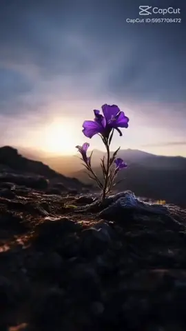 Guitar #CanhHongPhai#guitar  #nhachaytamtrang #nhachaymoingay 