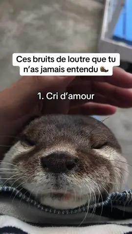 Le dernier c’est vraiment indescriptible 🥹🦦 #loutre #otter #animaux #chat 