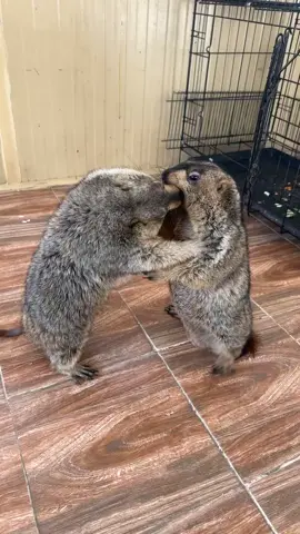 #dubai🇦🇪 #dxb #dubai_dxb_uae🇦🇪 #foryou #fyp #explore #fypシ゚ #trending #marmot #himalayanmarmot #dubaitiktok #pet #PetsOfTikTok #funny #funnyanimals #cute #pets #uaepets #dubaipets #cuteanimals #petlover #animallover #uae #dubai #exoticpetsuae 