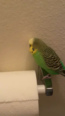 Parakeets For Beginners  #budgie #parakeet #budgielife #parrotmama #parrotsoftiktok #petbird #parakeetbird #birdtiktok #birdsounds #birddancing #parrotmama