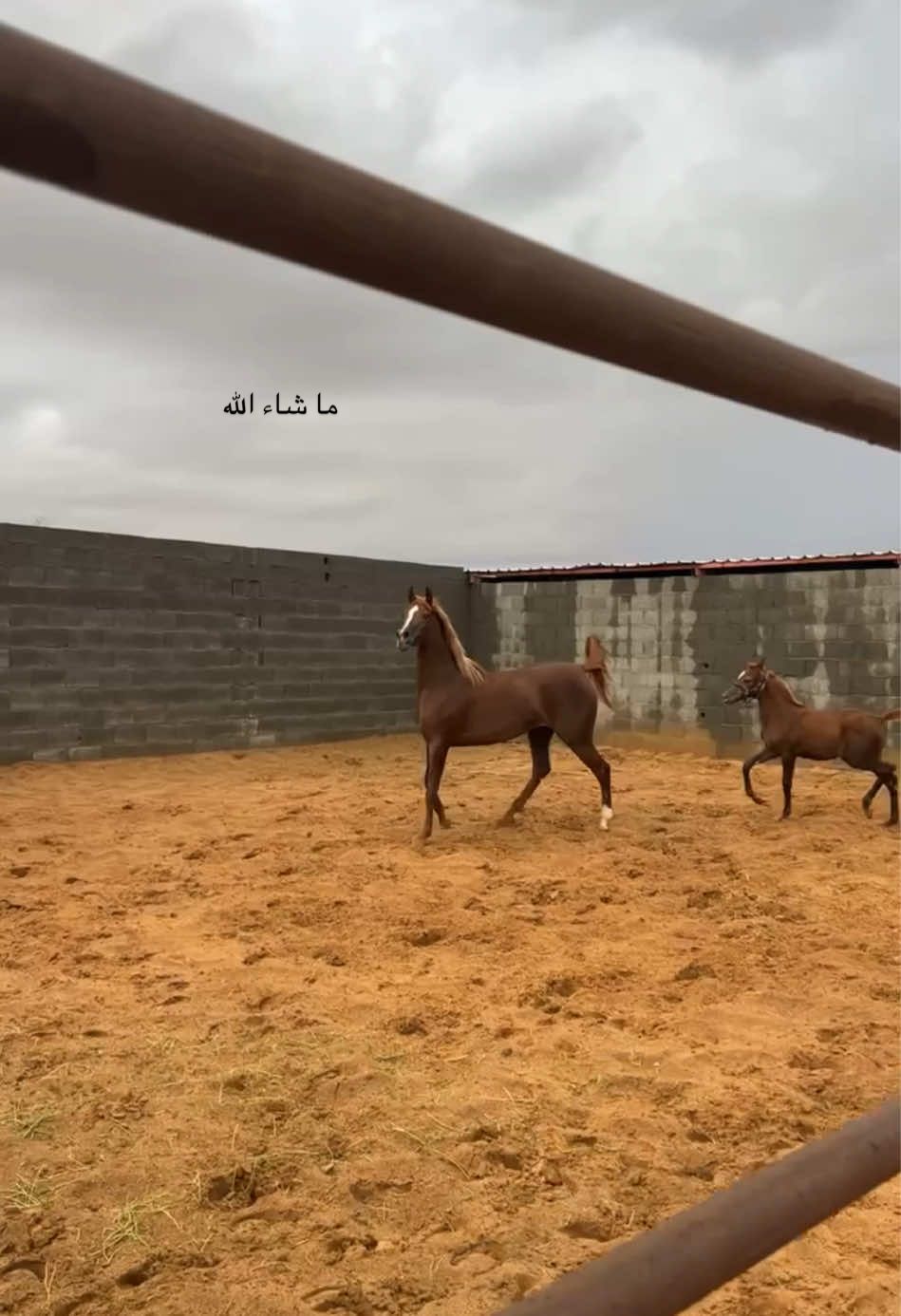 الريم وبنتها ما شاء الله تبارك الرحمن .          #خيل_نجران #خيل_وخياله🐎 #اكسبلور #fyp 