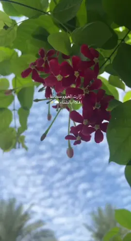 اهلا بلشتاء ☁️✨#شتاء #البرد #اجواء_الشتاء #تصوري📸 #غيم #سماء #كربلاء #شتاء #شتاء_البرد_اجواء_شتويه #اكسبلورexplore #الشعب_الصيني_ماله_حل😂😂 #قناتي_تليجرام_بالبايو💕🦋 