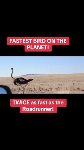 FAST #fast #Running #sprinter #africa #ostrich #roadrunner #fyp 