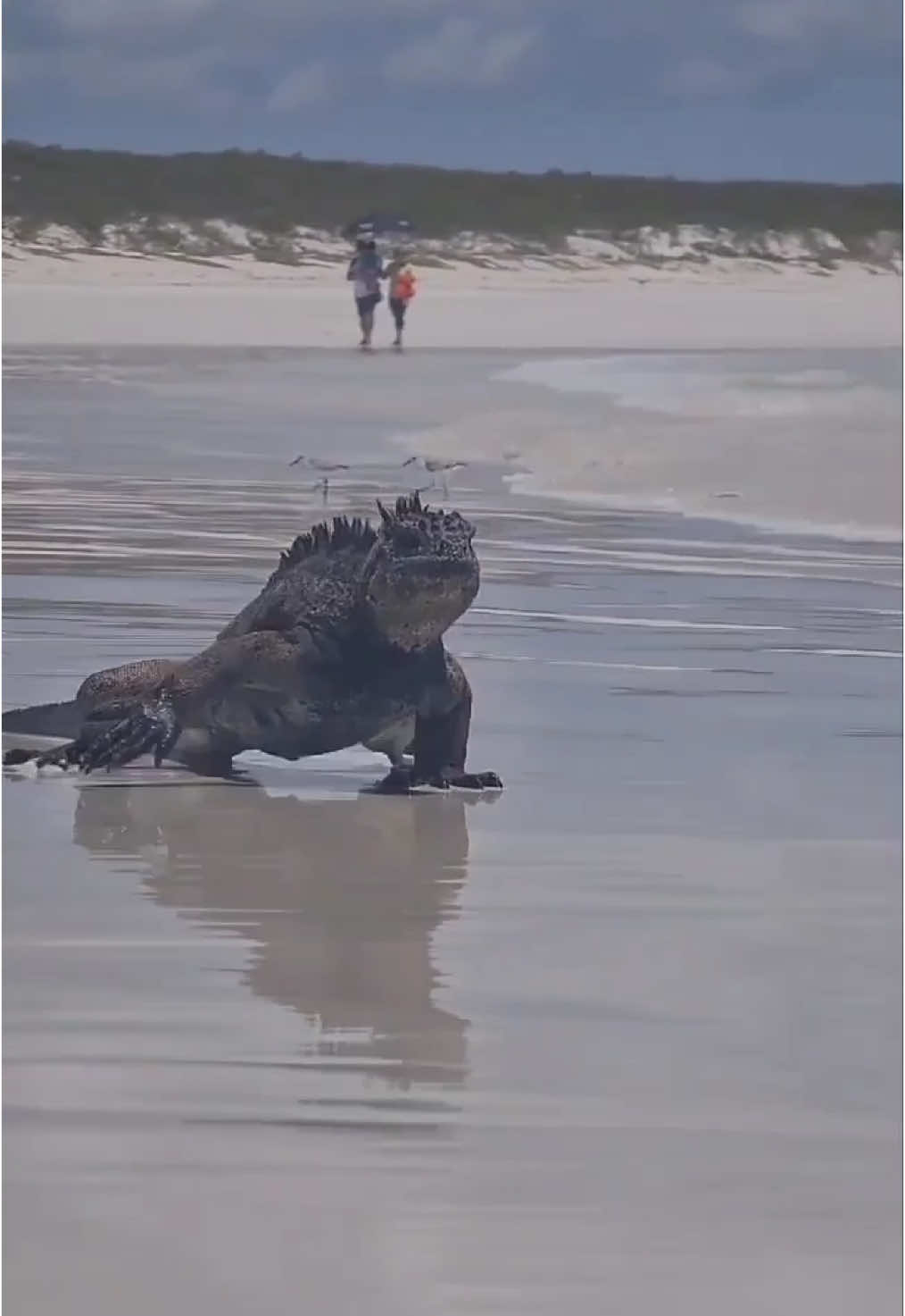 Did you know we get to share the ocean with one of the coolest reptiles – marine iguanas? Happy Reptile Awareness Day 🦎🌊 🎥 @Roberto Ochoa  #iguana #galapagos #ecuador #wildlife #animals #beach #OneBlueOcean #reptile  