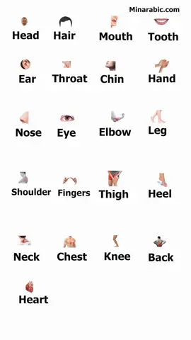 Learn How to Name Body Parts in french #LearnOnTikTok #french #english #shorts  in this video where we will explore how body parts are called in French and master their pronunciation effectively. Whether you are a beginner or looking to improve your language skills, our lessons will guide you through your learning journey. like follow and share this video to your freinds and family  #LearnFrench