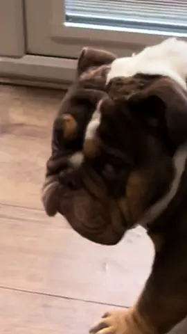 Hes a big softy at heart 🥹#gary #garythebulldog #garythebulldog2 #englishbulldog #bulldog #bullsoftiktok #englishbulldogsoftiktok #kinggary #king #britishbulldog #mardy #scared #cute #funnydogs #funny 