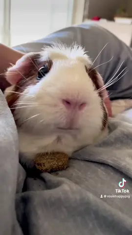 What type of noise does a Guinea pig make? #squeak #guineapig #rumble #purr #funnyvideos 