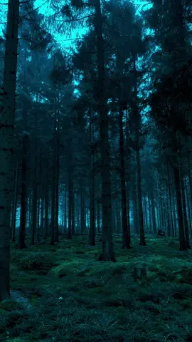 peaceful forest 🌲#nature #calm #darkaesthetic #naturephotography #foryou #aesthetic #relax 