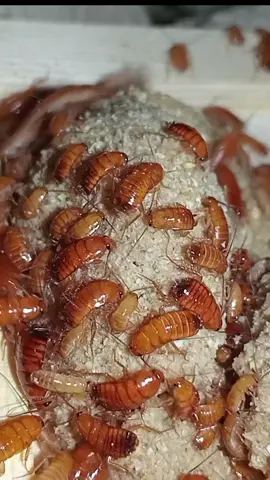 Feeding my red runner roach #cockroach #malaysia #klangvalley 