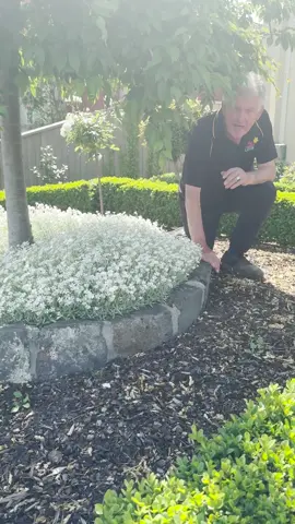 The only kind of snow we want in summer.❄️ Get yours here: https://www.thetutuguru.com.au/shop/cerastium-snow-in-summer/ #HelloHelloPlants #Melbourne #Australia #BeautifulFlowers #Snowinsummer #Shoponline #gardening #WhiteFlowers #Floweringplants